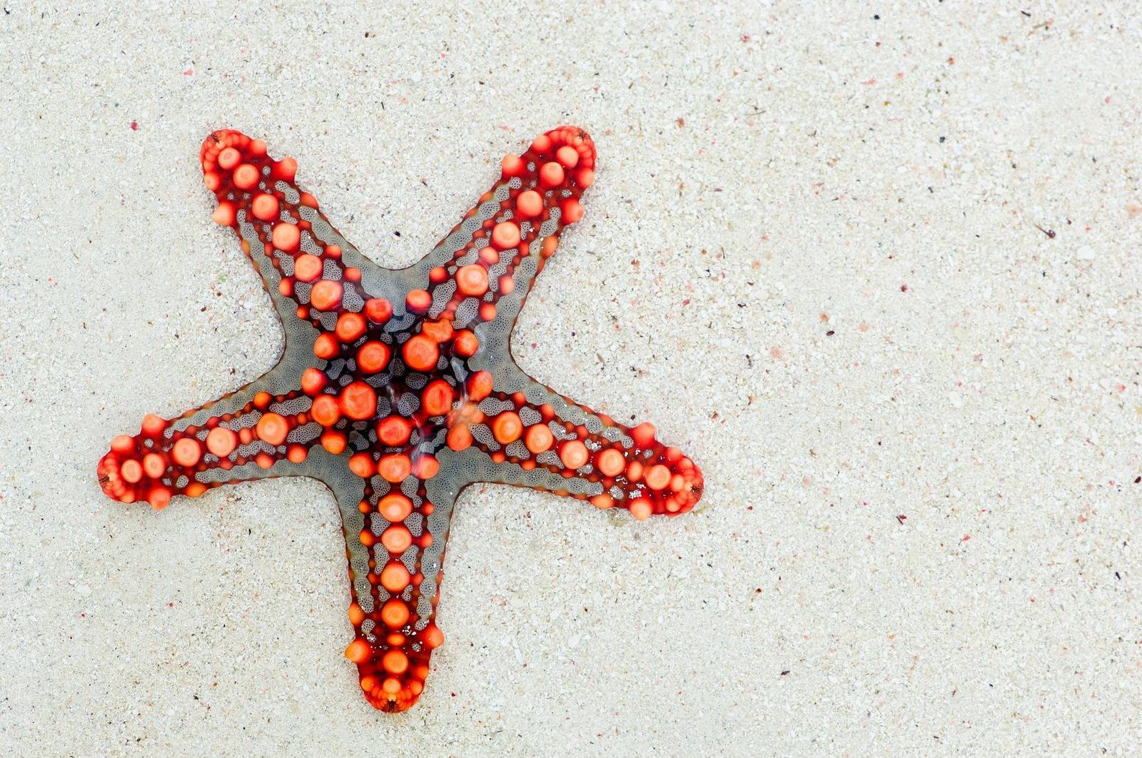starfish 74535 1920